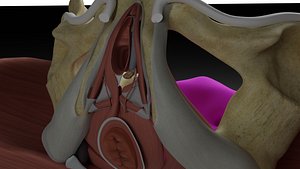 Pelvic Floor and Contents