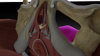 Pelvic Floor and Contents