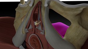 Pelvic Floor and Contents