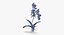 3d orchid standing -