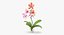 3d orchid standing -