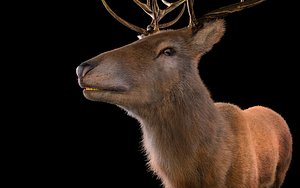 Stag Deer Hair Fur