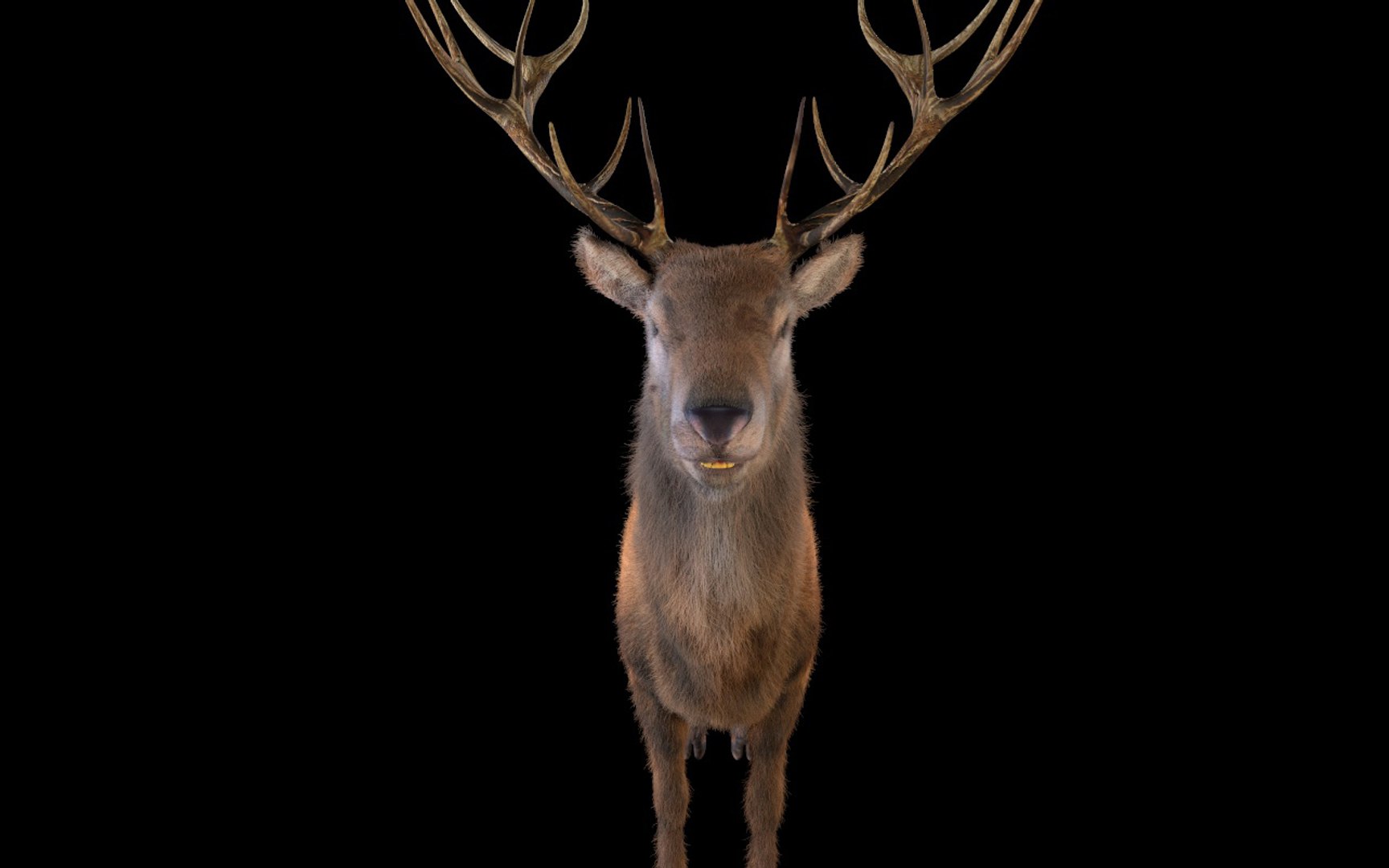 hairs 3D model https://p.turbosquid.com/ts-thumb/nE/2lZaXG/ueGT1Sei/4/jpg/1587124745/1920x1080/fit_q87/3d2a0cc9b3bf7592864692bc98315a07118cc977/4.jpg