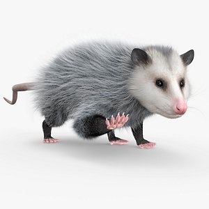 Opossum Eating Fur Animated Rigged for Maya