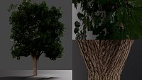 Realistic oak medium size