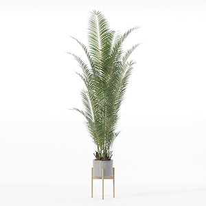 Areca palm in modern flower pot 3D model