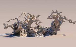 A thousand-year-old olive tree