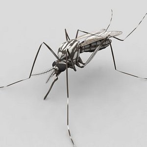 aedes aegypti mosquito 3d max