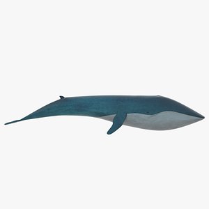 3D blue whale