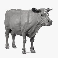 Cow
