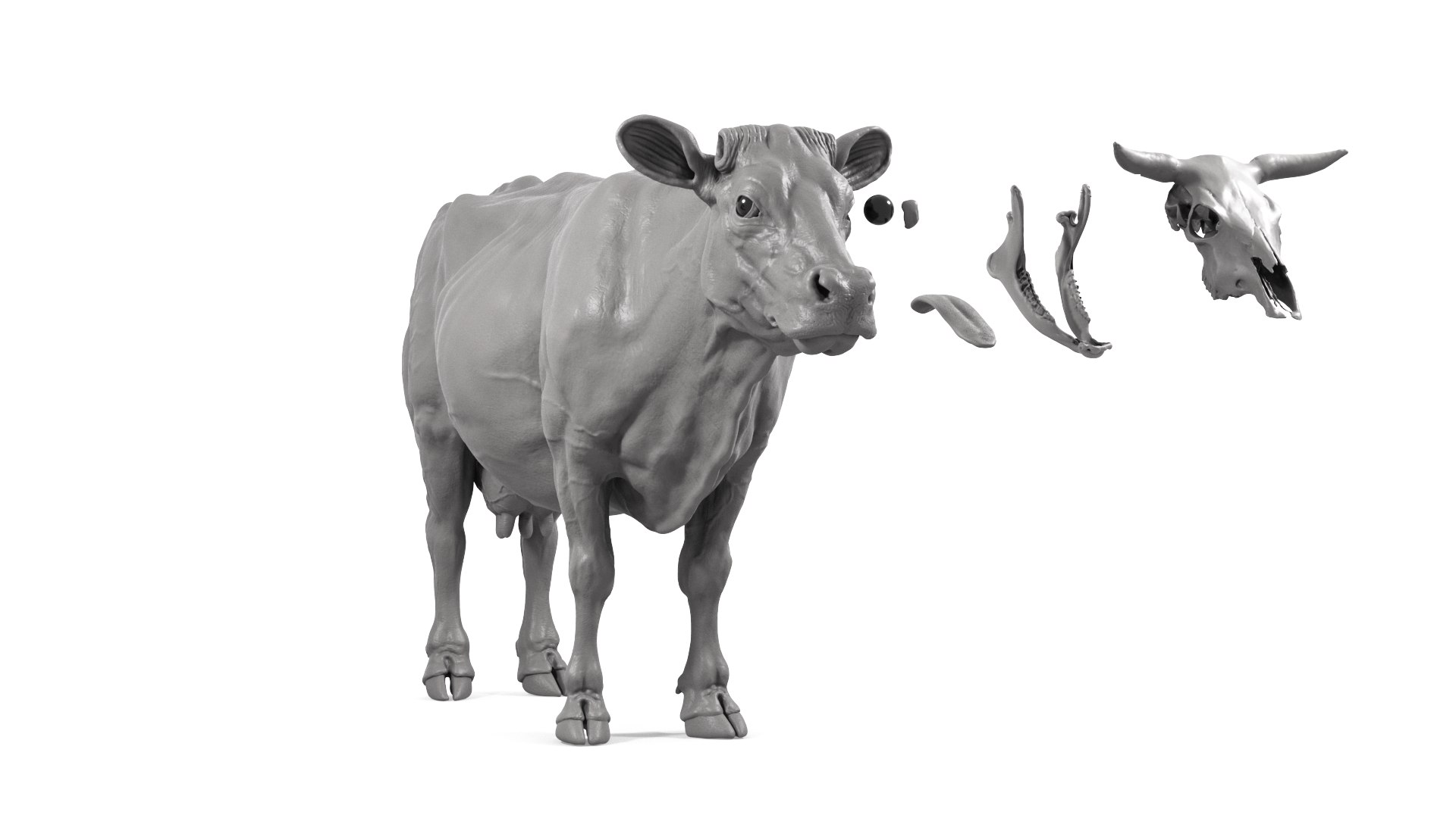 3D Cow model https://p.turbosquid.com/ts-thumb/nE/hNRdtH/qT/cow_cam02c/png/1717764468/1920x1080/fit_q87/674c899d4bdde3177f08612355839ebf53cce032/cow_cam02c.jpg