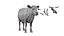 Cow