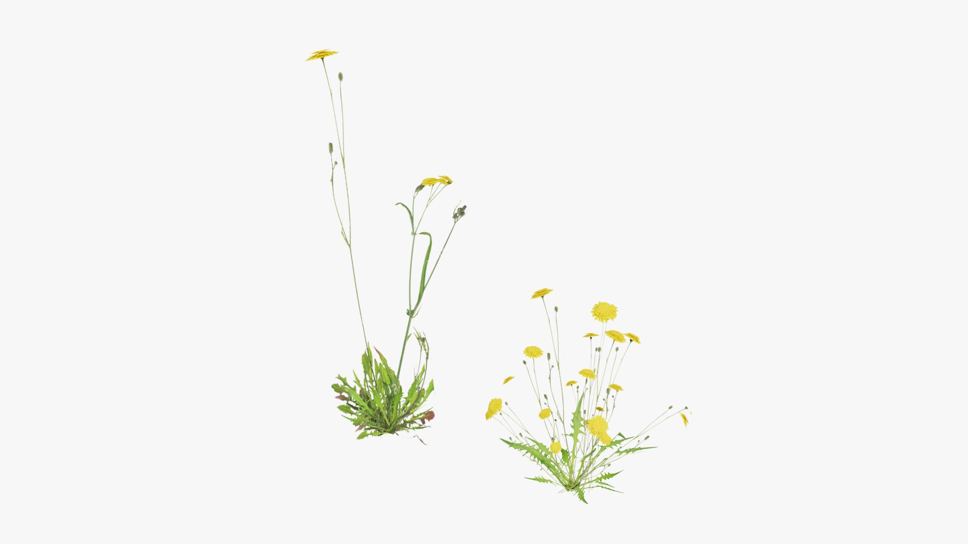 3D Grasses and Flower Field Package https://p.turbosquid.com/ts-thumb/nE/jJs5RQ/6M/render0020copy/png/1659882667/1920x1080/fit_q87/8757e8f3a2151e23f2b4695c5b8d3a53773e16f1/render0020copy.jpg