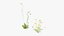 Grasses and Flower Field Package