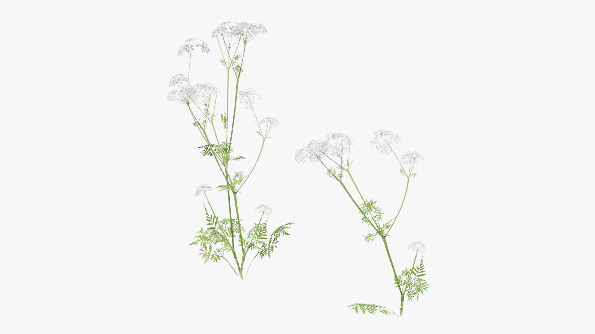 3D Grasses and Flower Field Package https://p.turbosquid.com/ts-thumb/nE/jJs5RQ/FZ/render0017copy/png/1659882665/1920x1080/fit_q87/d778c272bee760aec08f175d0f5f67b4e785d9f2/render0017copy.jpg