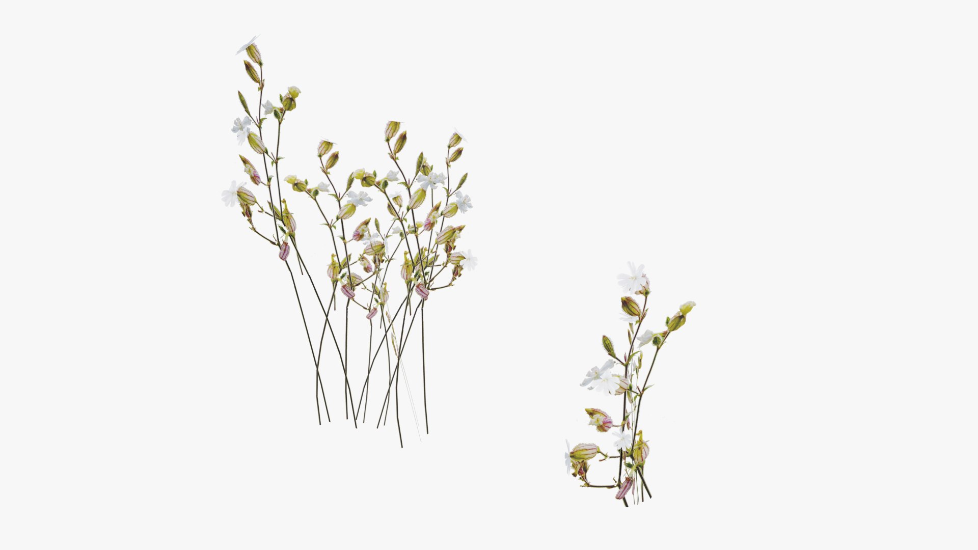 3D Grasses and Flower Field Package https://p.turbosquid.com/ts-thumb/nE/jJs5RQ/Qh/render0027copy/png/1659882670/1920x1080/fit_q87/b53df2c5f2ce44adb54c11f69c0d431f24ed4827/render0027copy.jpg