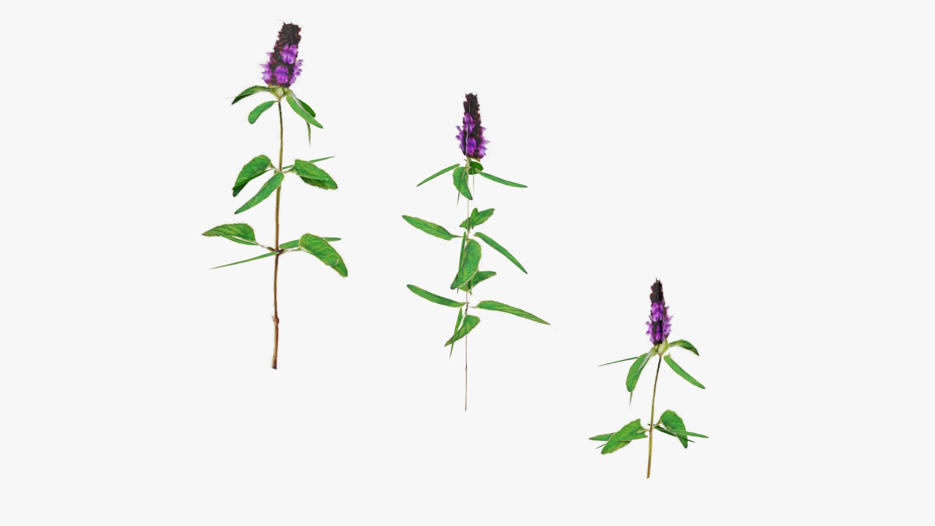 3D Grasses and Flower Field Package https://p.turbosquid.com/ts-thumb/nE/jJs5RQ/WK/render0025copy/png/1659882669/1920x1080/fit_q87/6abf7630440f0fc8d8181f4292bfb1cfa7d7b514/render0025copy.jpg