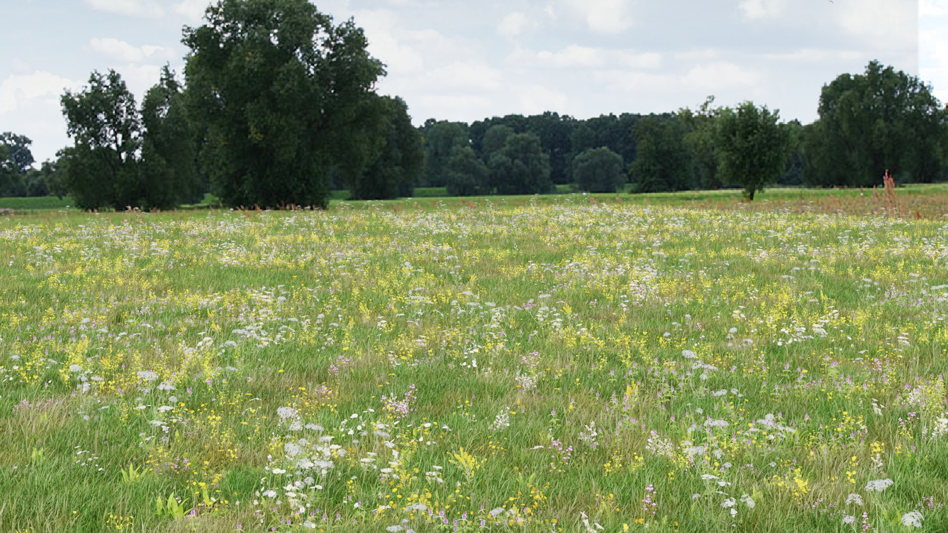 3D Grasses and Flower Field Package https://p.turbosquid.com/ts-thumb/nE/jJs5RQ/dh/voorkantrender/png/1660400872/1920x1080/fit_q87/d65503f5d8552065071b286c5408215b46eadac9/voorkantrender.jpg