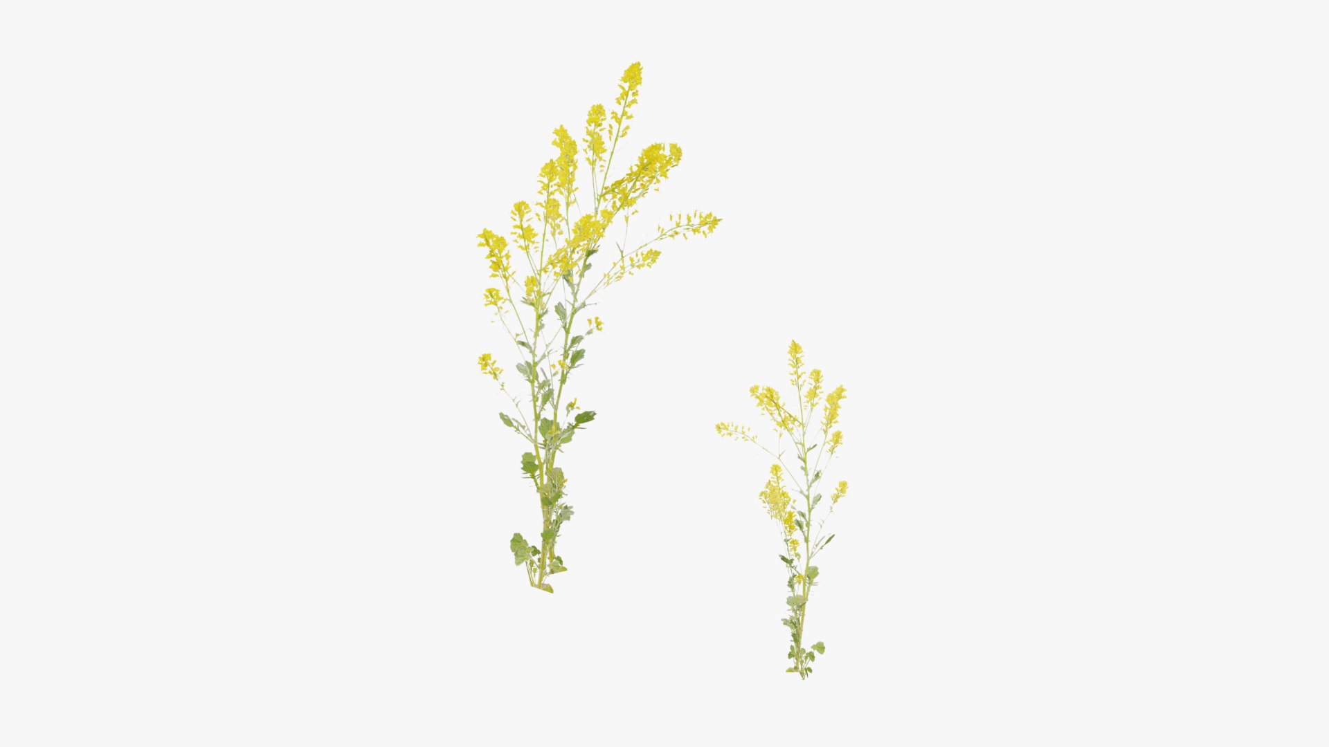 3D Grasses and Flower Field Package https://p.turbosquid.com/ts-thumb/nE/jJs5RQ/lR/render0018copy/png/1659882665/1920x1080/fit_q87/50d5c33d5b04879f9f06f35f693c9e39245c0126/render0018copy.jpg