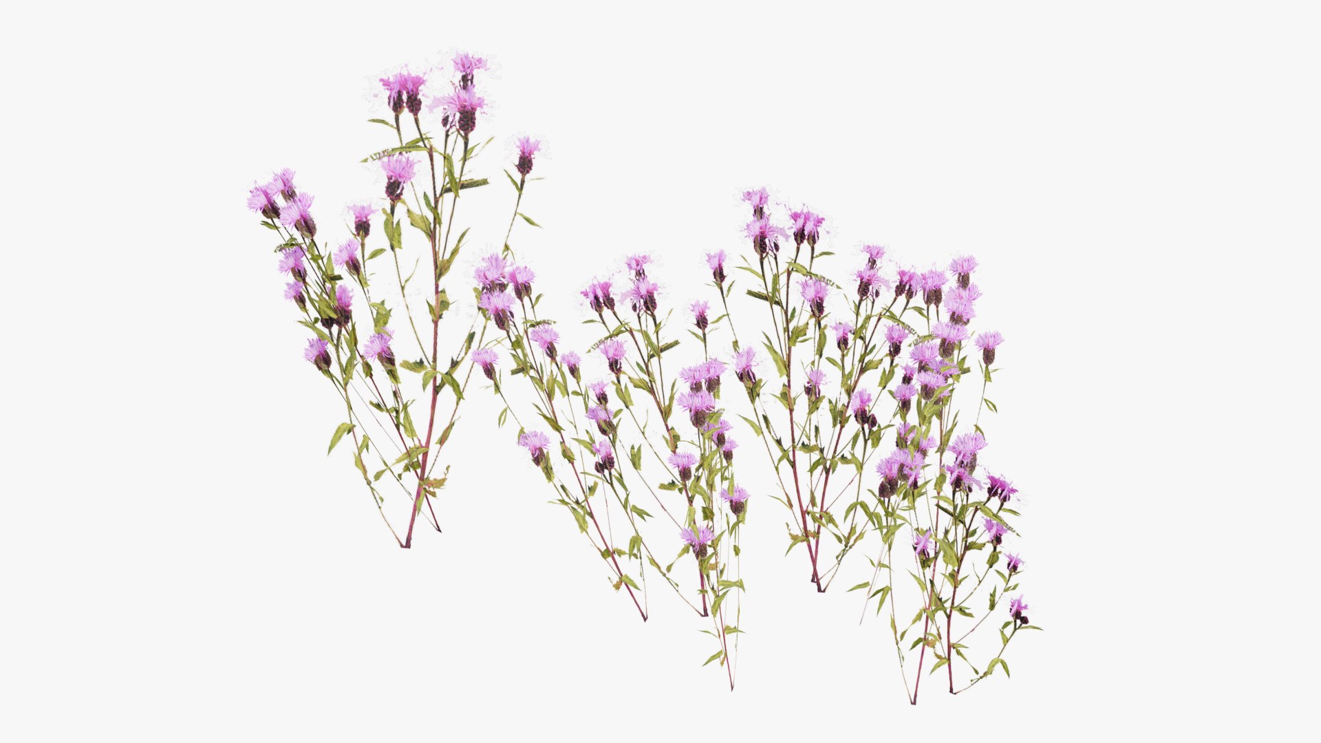 3D Grasses and Flower Field Package https://p.turbosquid.com/ts-thumb/nE/jJs5RQ/nL/render0019copy/png/1659882666/1920x1080/fit_q87/f1de945f8e47e0260e1cb415d7cb3fab19afbd76/render0019copy.jpg