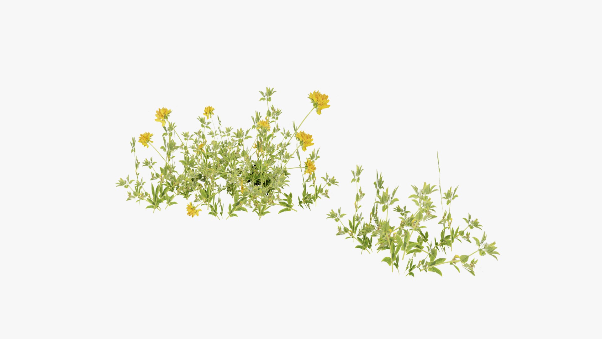 3D Grasses and Flower Field Package https://p.turbosquid.com/ts-thumb/nE/jJs5RQ/pW/render0023copy/png/1659882668/1920x1080/fit_q87/2528b1f63dab479a63101903c3381cd3942fc8a6/render0023copy.jpg