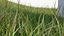 Grasses and Flower Field Package