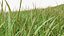 Grasses and Flower Field Package