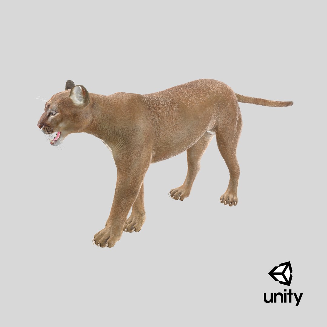 Snarling Puma model https://p.turbosquid.com/ts-thumb/nE/uF4lX0/0q/stemcell_unity_render/png/1717572231/1920x1080/fit_q87/2a31334ec199b54e1db781d1193d204d2d3e5fcf/stemcell_unity_render.jpg