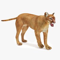 Snarling Puma
