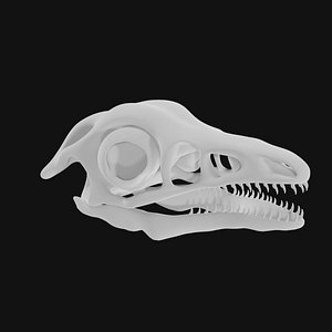 3D Archaeopteryx Skull