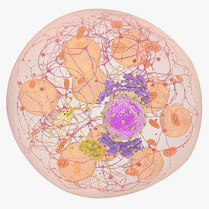 Brown Fat Cell 3D model