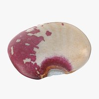 Tongue of Fire Bean 02 - 3D Scanned