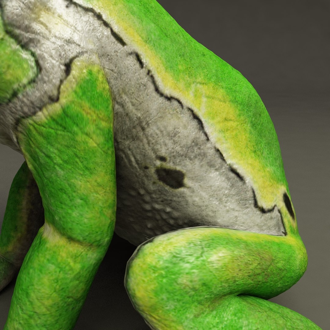 3d frogs hyla arborea model https://p.turbosquid.com/ts-thumb/nF/CkWtQF/4vQCfhLY/frogs_collection_16/jpg/1312926627/1920x1080/fit_q87/80ff264de3d8ca4d6a2221c849b83d9181db3b97/frogs_collection_16.jpg