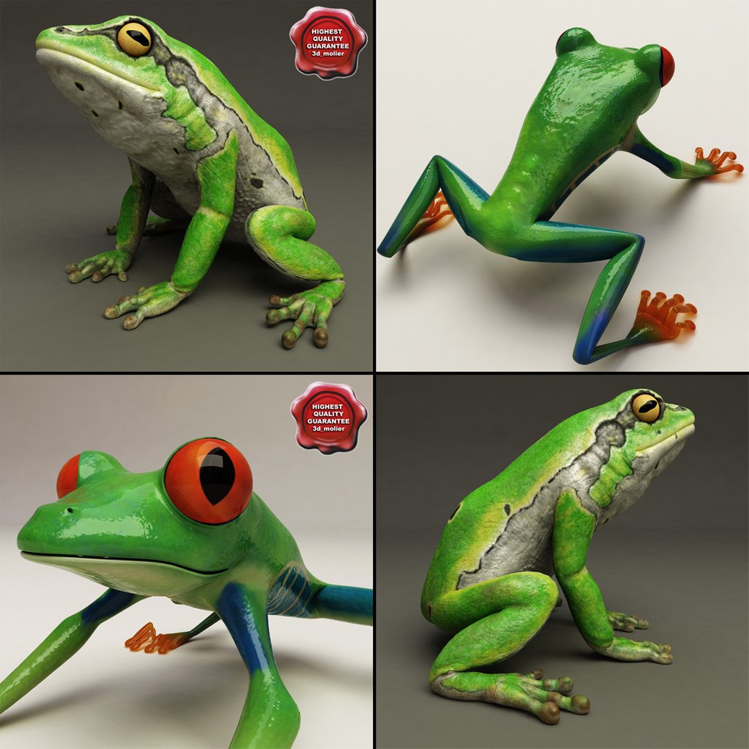 3d frogs hyla arborea model https://p.turbosquid.com/ts-thumb/nF/CkWtQF/Fk4bBj2T/frogs_collection_00/jpg/1312926627/1920x1080/fit_q87/03dfe7fad5e7d32a47d562b040e985a0bab75f78/frogs_collection_00.jpg