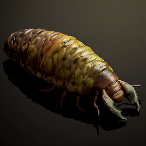 Larva insect2