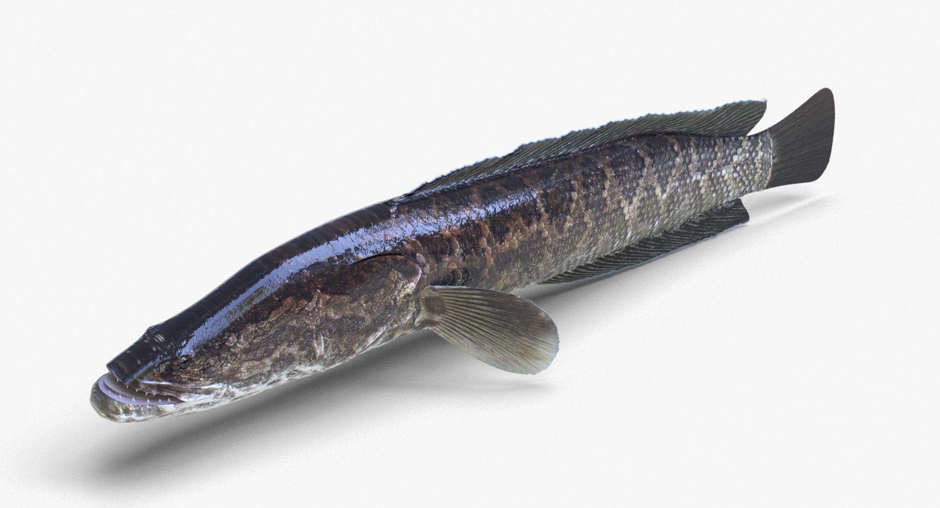 3D fish snakehead https://p.turbosquid.com/ts-thumb/nF/J0fc4W/JWf6fu3P/snakehead_02/jpg/1551961754/1920x1080/fit_q87/73a5c9371961903c29d75837829db45ae9c08f05/snakehead_02.jpg