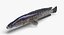 Snakehead