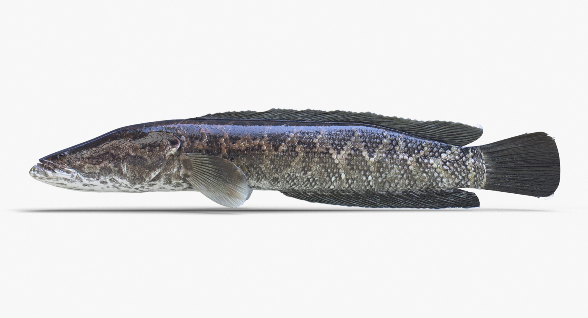 3D fish snakehead https://p.turbosquid.com/ts-thumb/nF/J0fc4W/OTEa8GRR/image/jpg/1551961826/1920x1080/turn_fit_q99/ae0ff2525024c97d79658a8f7489bcf5dbe1fd3f/image-1.jpg