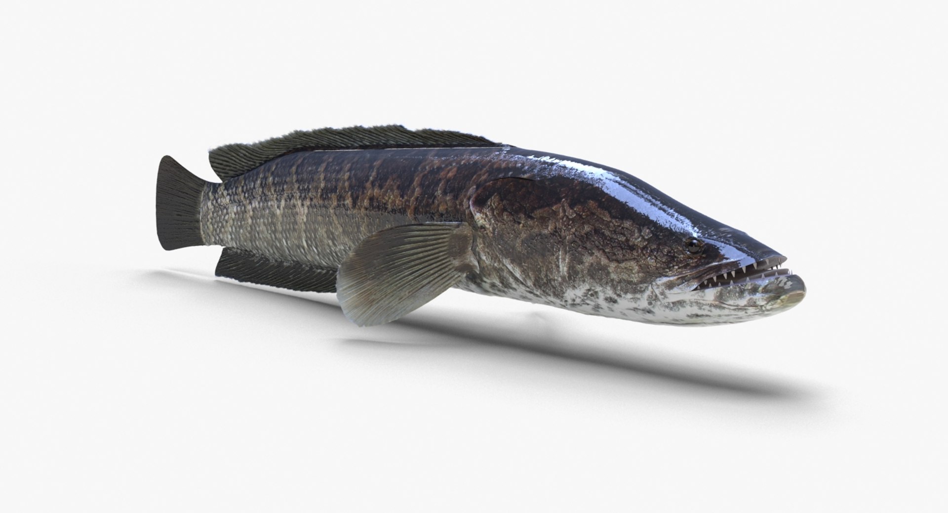 3D Fish Snakehead - TurboSquid 1384789