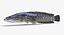 Snakehead
