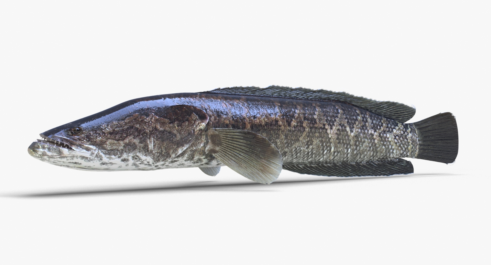 3D Fish Snakehead - TurboSquid 1384789