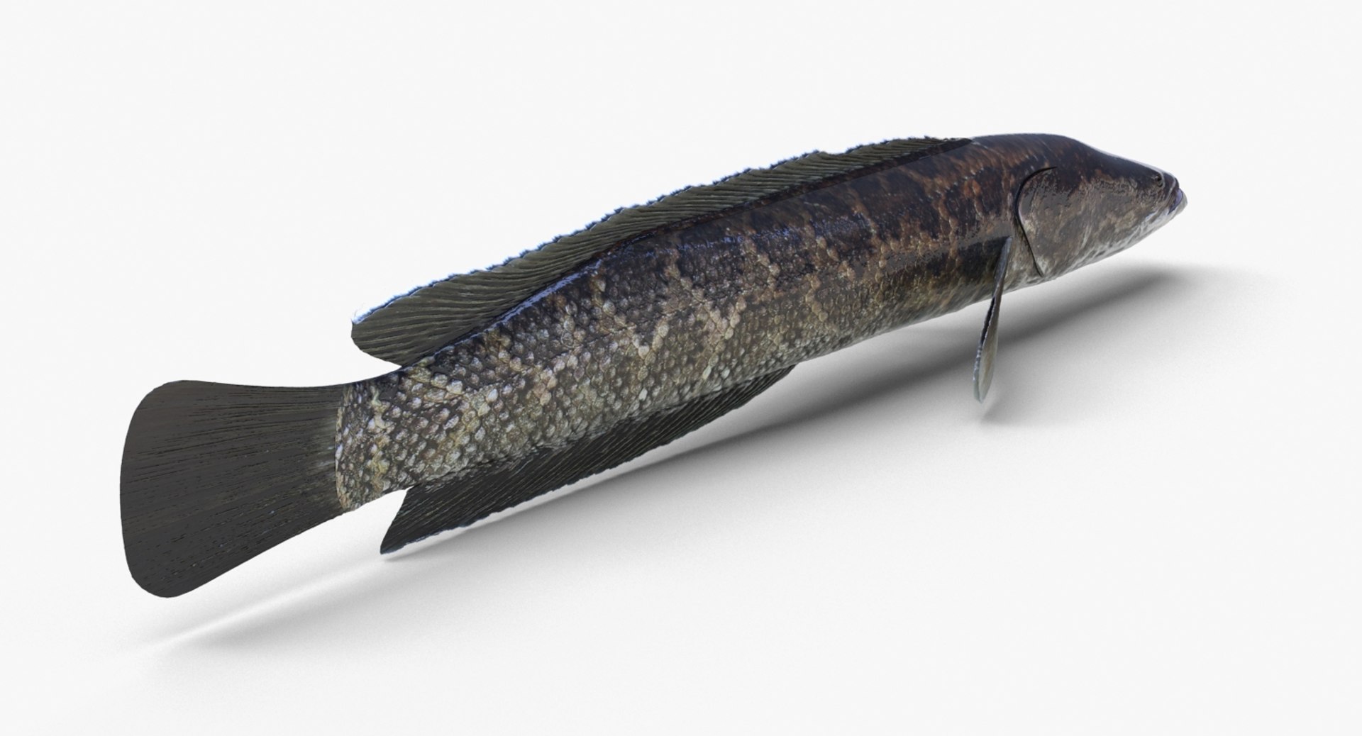 3D fish snakehead https://p.turbosquid.com/ts-thumb/nF/J0fc4W/aAbvgWHc/snakehead_05/jpg/1551961754/1920x1080/fit_q87/29f5a900e68a797474aa35e9c009105cf109c6aa/snakehead_05.jpg