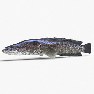 3D fish snakehead