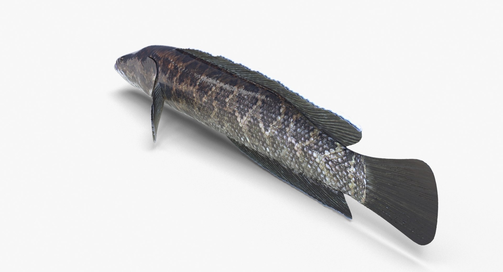 3D fish snakehead https://p.turbosquid.com/ts-thumb/nF/J0fc4W/bbiHIwgX/snakehead_04/jpg/1551961754/1920x1080/fit_q87/e41cbb725b7ccd21e64b63a528770e0334961806/snakehead_04.jpg