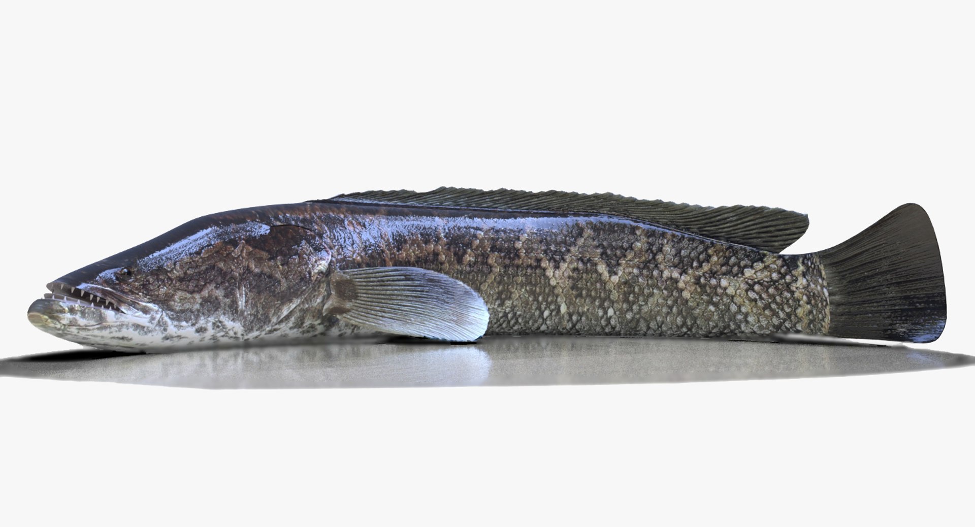 3D Fish Snakehead - TurboSquid 1384789