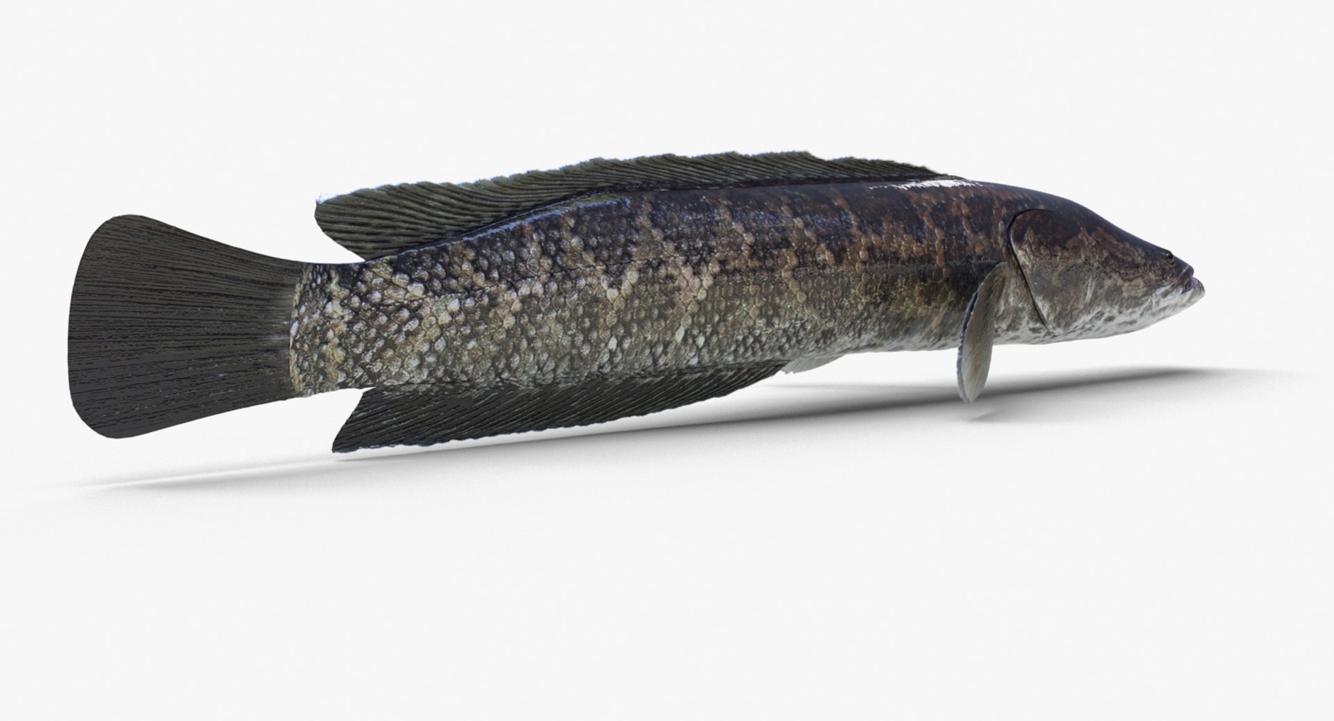 3D fish snakehead https://p.turbosquid.com/ts-thumb/nF/J0fc4W/mYwpGoHD/snakehead_06/jpg/1551961754/1920x1080/fit_q87/d09c5cee911dde53796647e47f7f7a852a32a742/snakehead_06.jpg