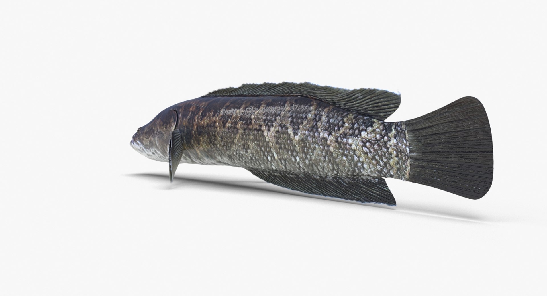 3D fish snakehead https://p.turbosquid.com/ts-thumb/nF/J0fc4W/nmmNUkEi/snakehead_03/jpg/1551961754/1920x1080/fit_q87/282474a065dc512882b91052e96a621b508ac46f/snakehead_03.jpg