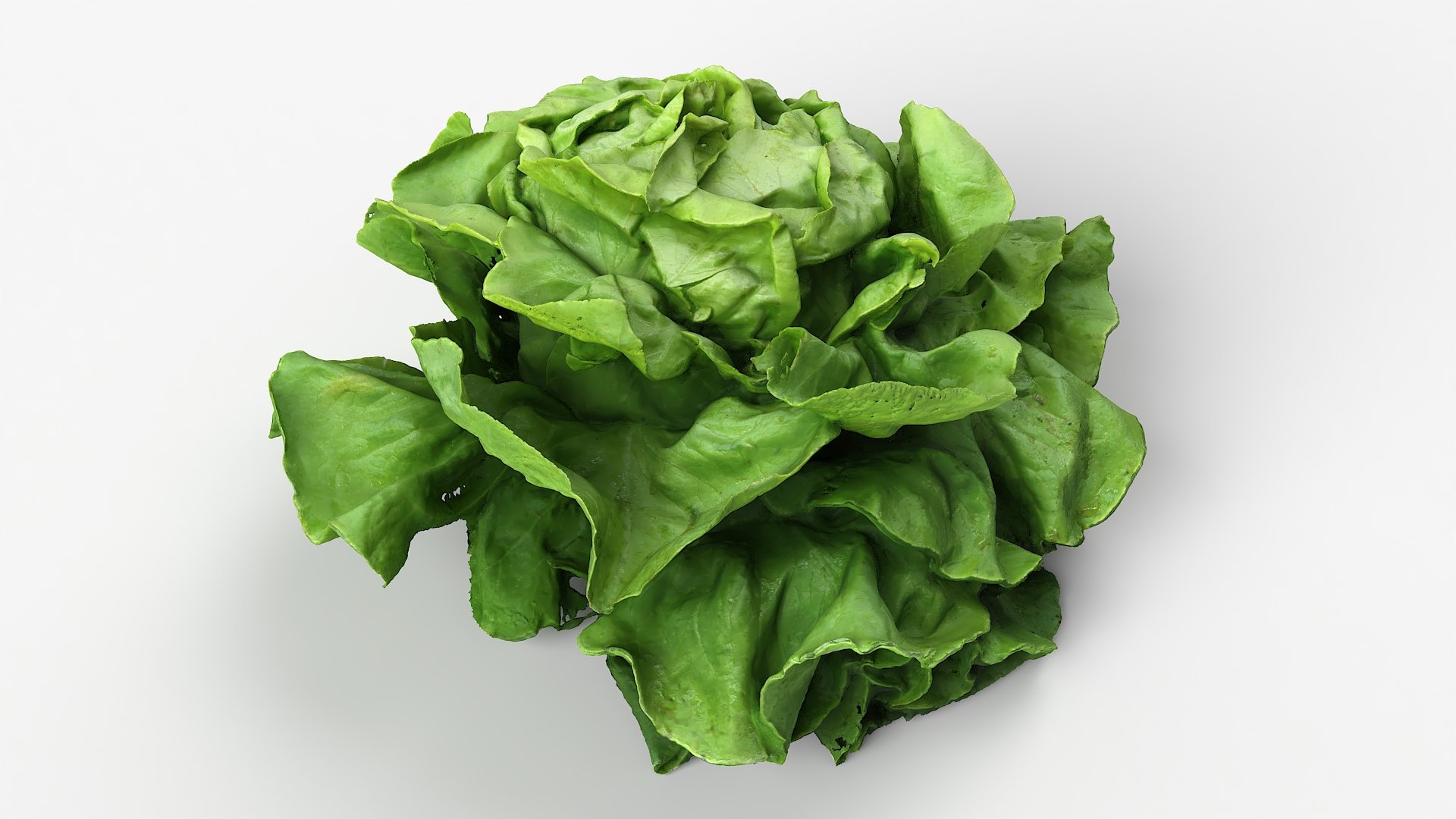 3D Salad Head 12 Model TurboSquid 2106220