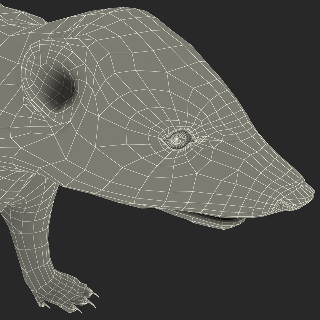 max skunk https://p.turbosquid.com/ts-thumb/nF/Le2I38/WSVP8IOQ/skunk_173/jpg/1395419659/1920x1080/fit_q87/1e26a225f2630cf48bccdd9332cebf326af42148/skunk_173.jpg
