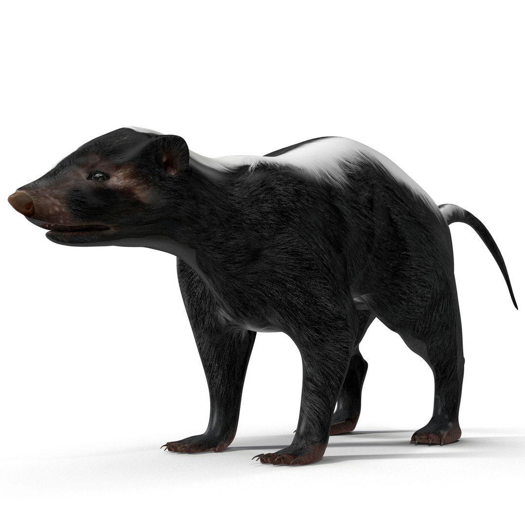 max skunk https://p.turbosquid.com/ts-thumb/nF/Le2I38/rhCQkQVp/skunk_14/jpg/1395419100/1920x1080/fit_q87/d8a4737a782d051aa5caff29a0e6e3b78eecf158/skunk_14.jpg